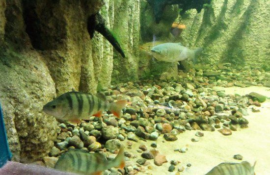 Ogród Zoologiczny w Bydgoszczy